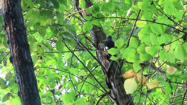 Red-headed Woodpecker - ML360851541