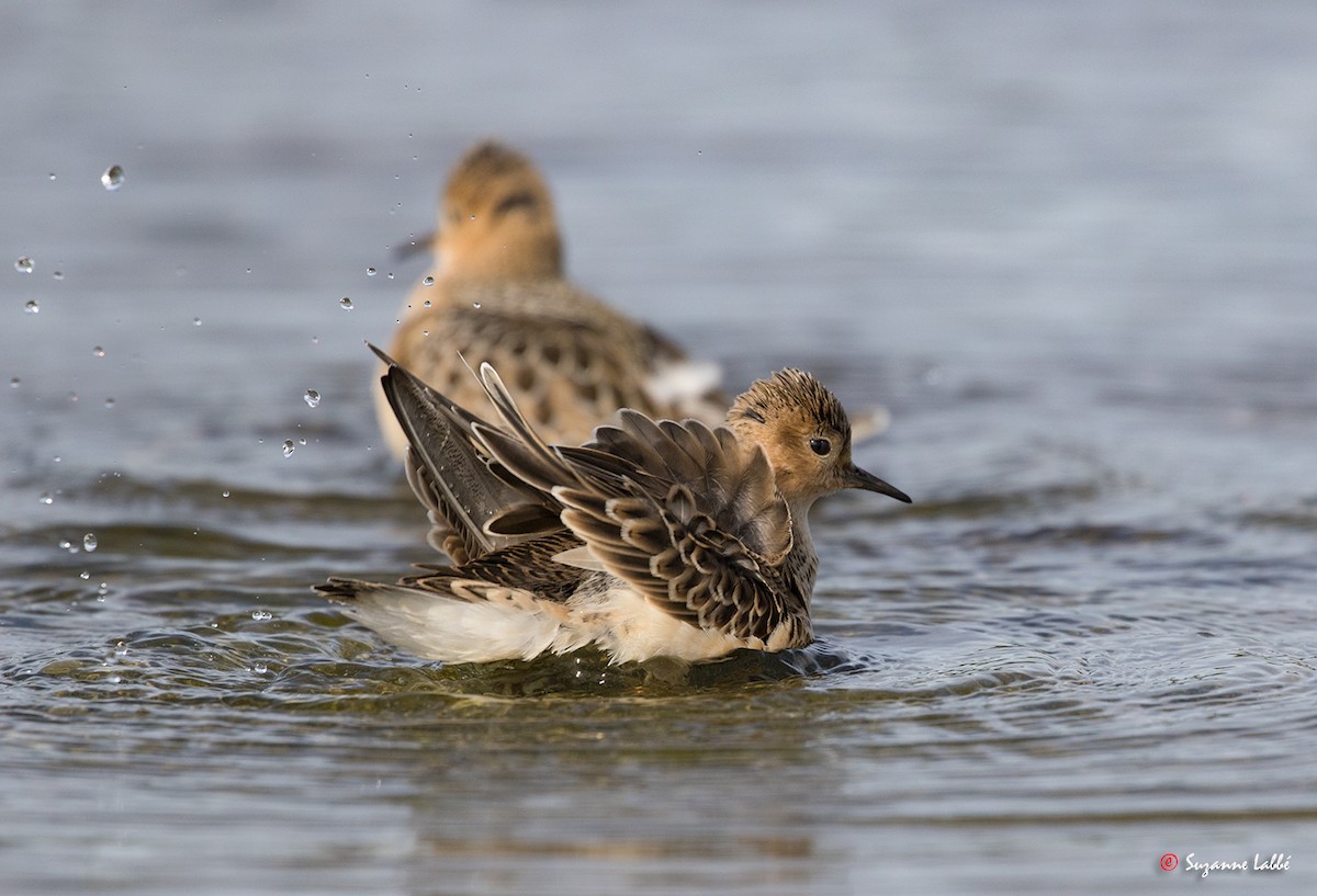 Buff-breasted Sandpiper - Suzanne Labbé