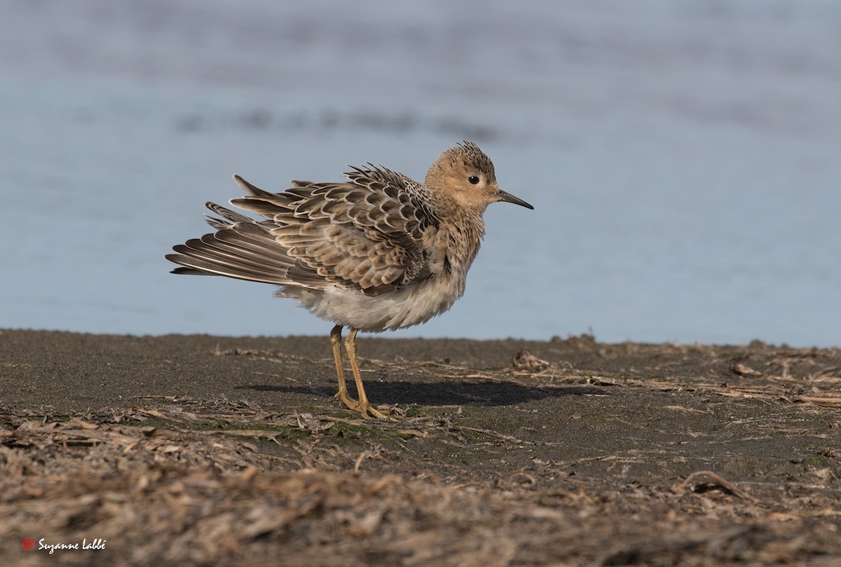 Buff-breasted Sandpiper - Suzanne Labbé