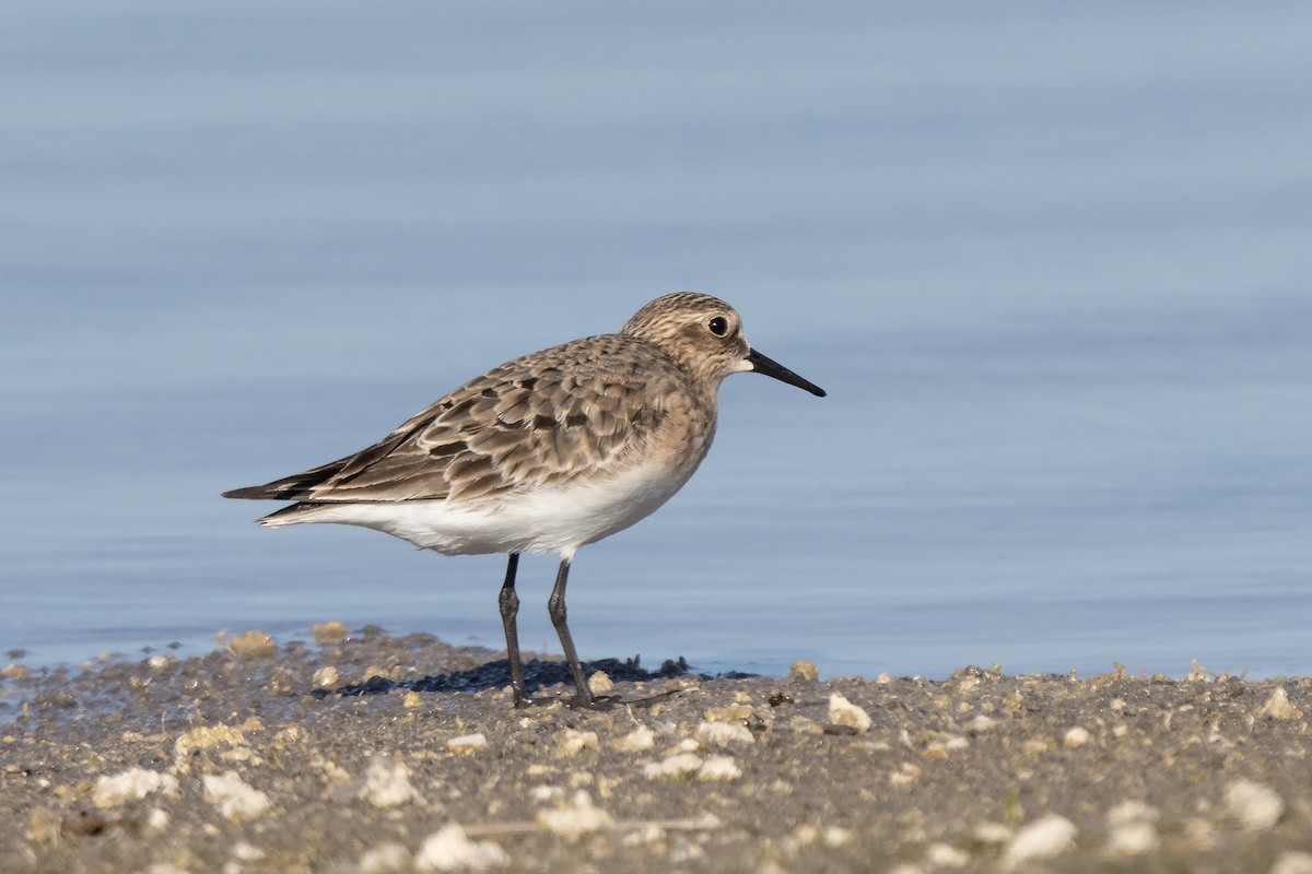 Baird's Sandpiper - Mike Cameron