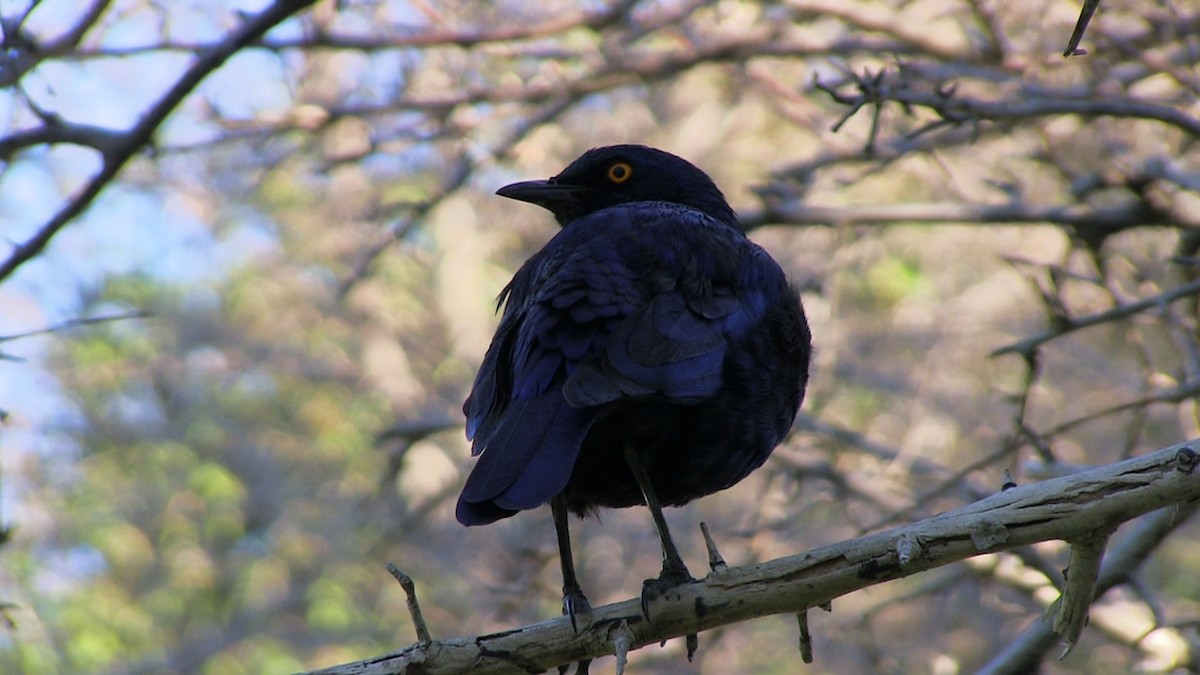 Cape Starling - ML360855781