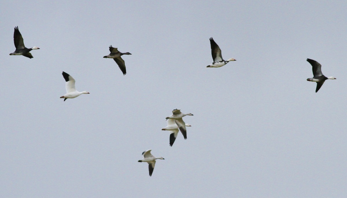 Snow Goose - ML36085711