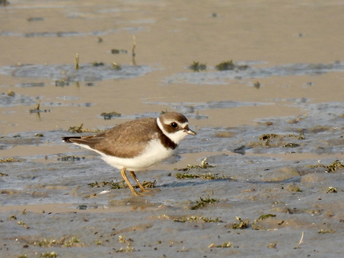 Semipalmated Plover - ML360858601