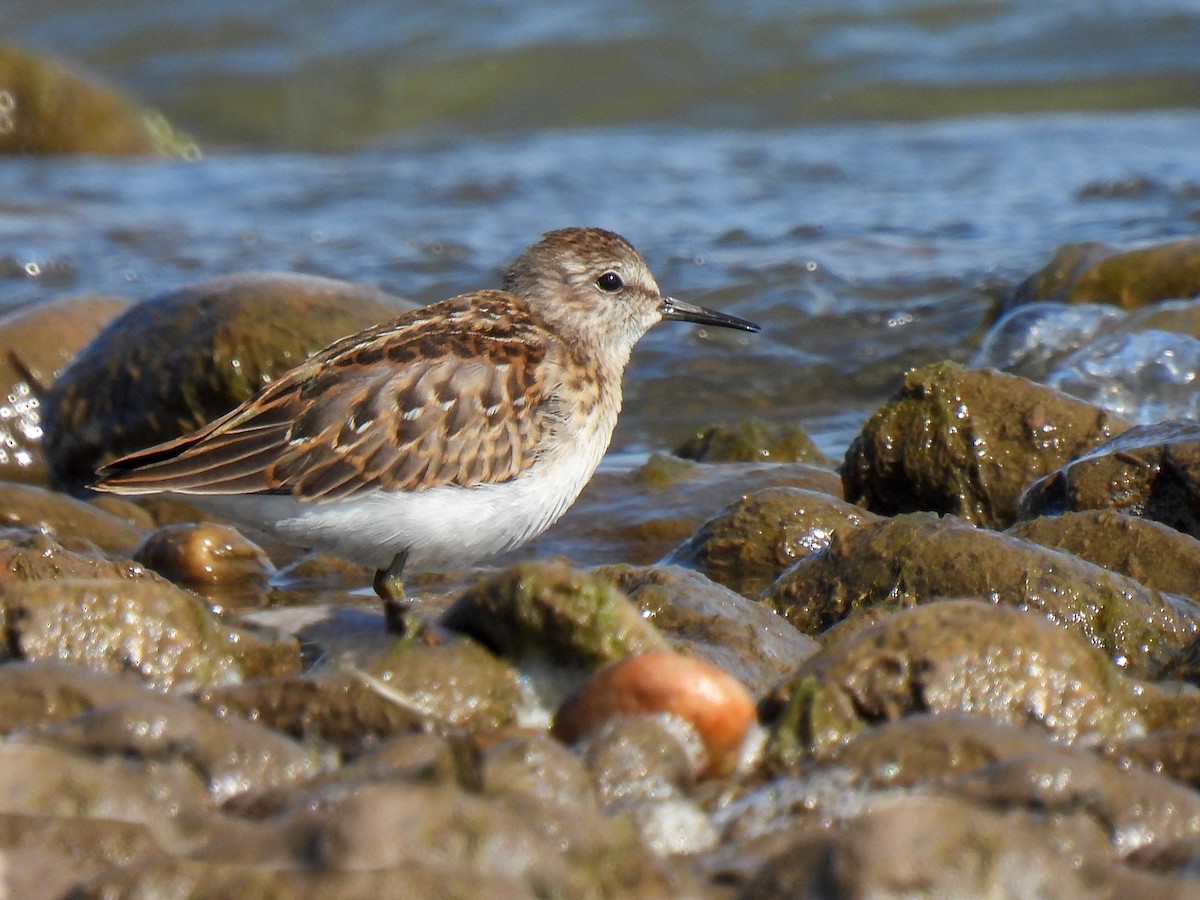 Least Sandpiper - ML360858631