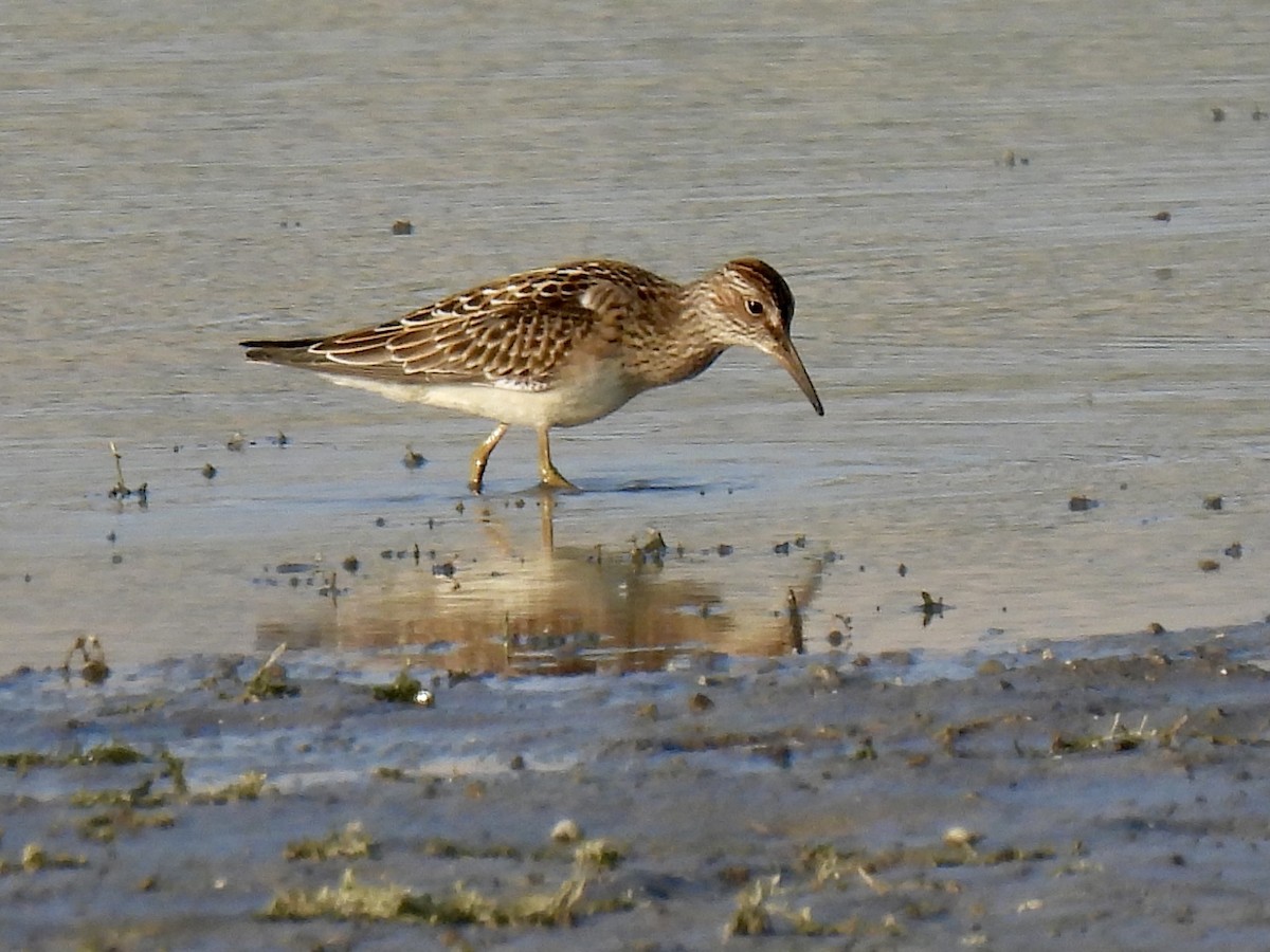 Pectoral Sandpiper - ML360858661