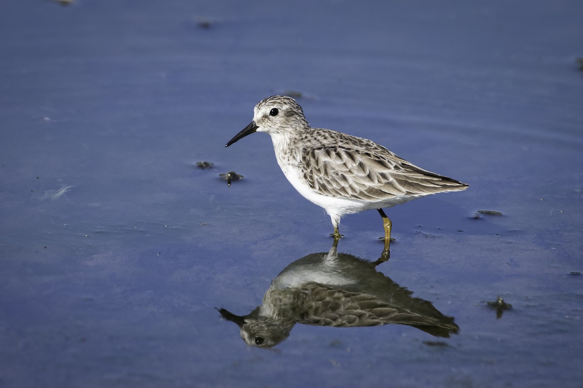 Least Sandpiper - ML360860011