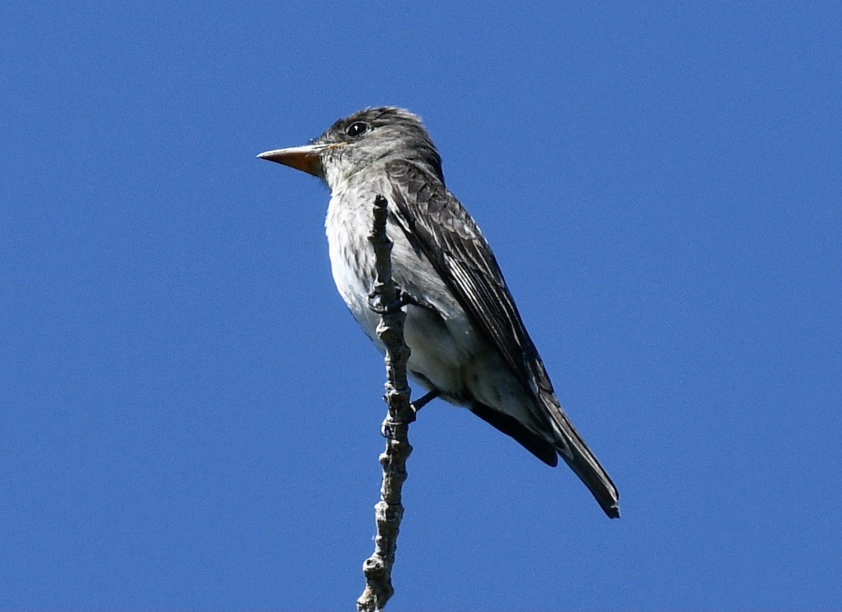 Olive-sided Flycatcher - ML360860351