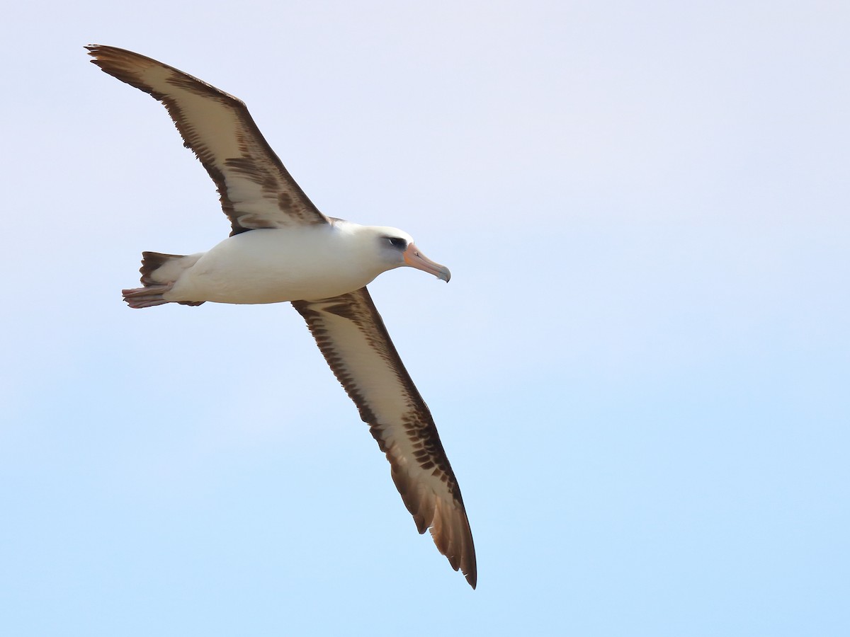 Laysan Albatross - Sharif Uddin