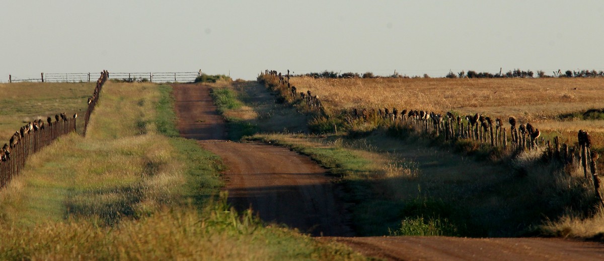 Канюк прерієвий - ML36086171