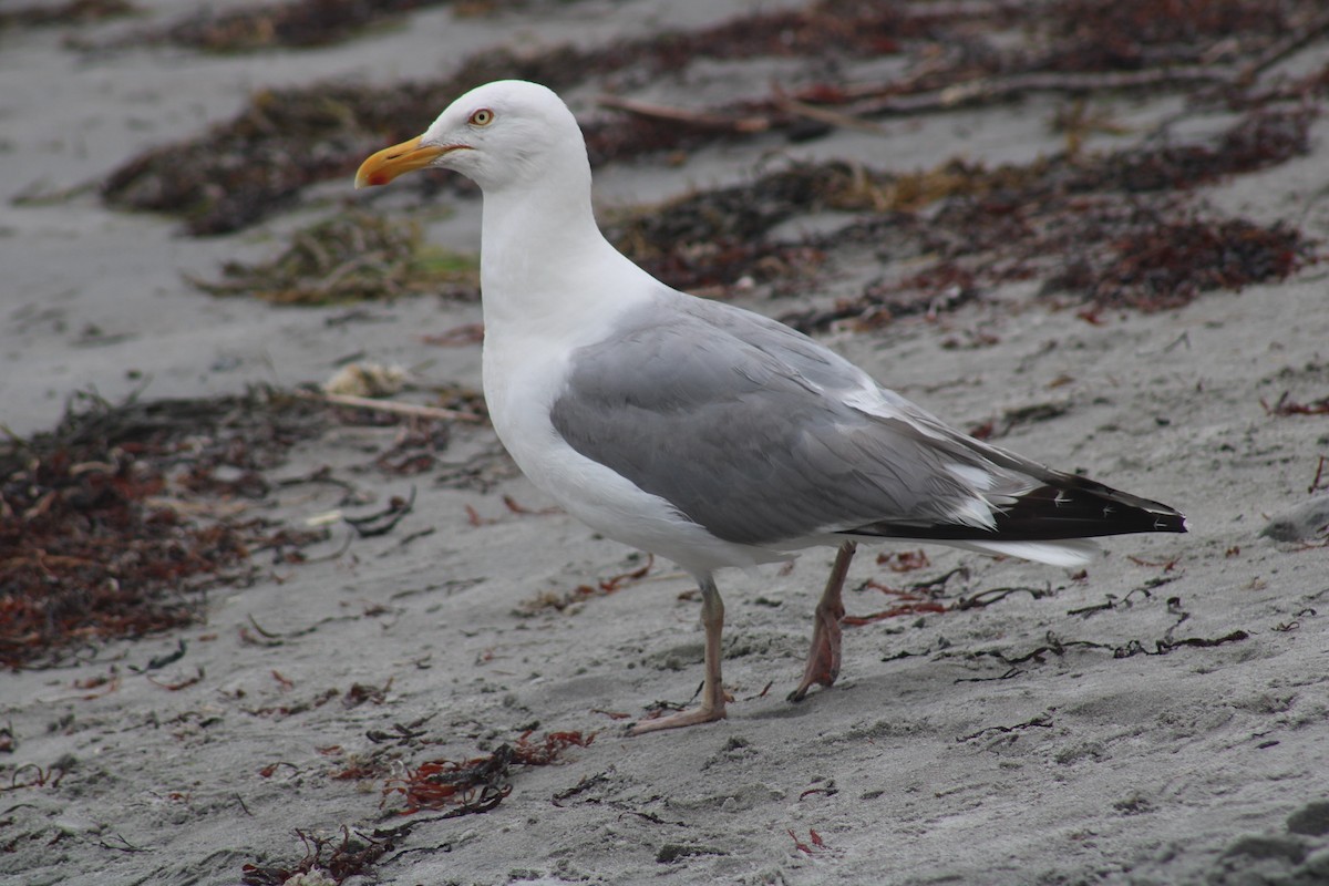 American Herring Gull - ML360862781