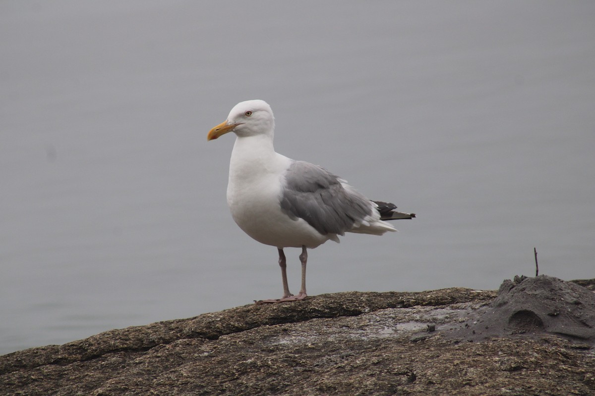 Herring Gull - Biggest Bird