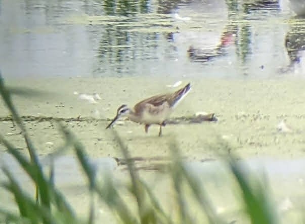 Wilson's Phalarope - ML360863451