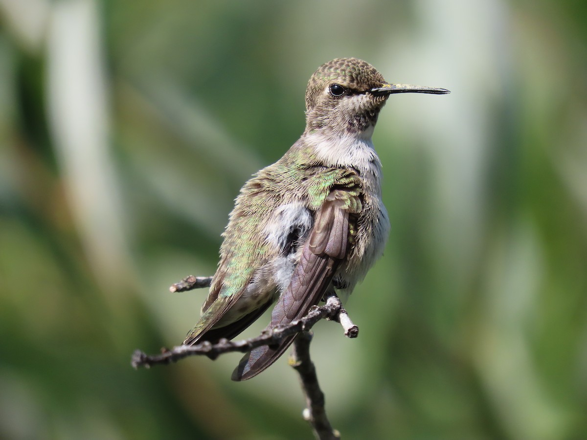 Costa's Hummingbird - ML360865761