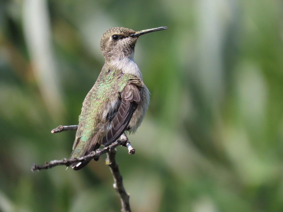 Costa's Hummingbird - ML360865771