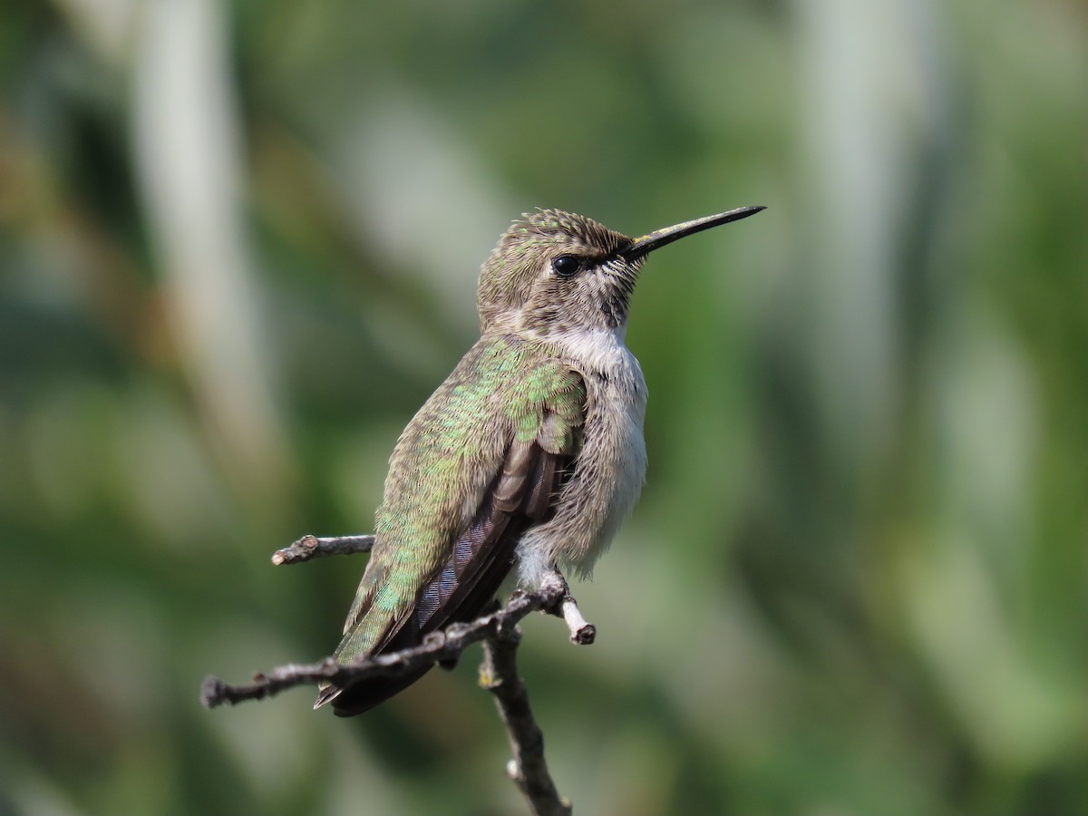 Costa's Hummingbird - ML360865781