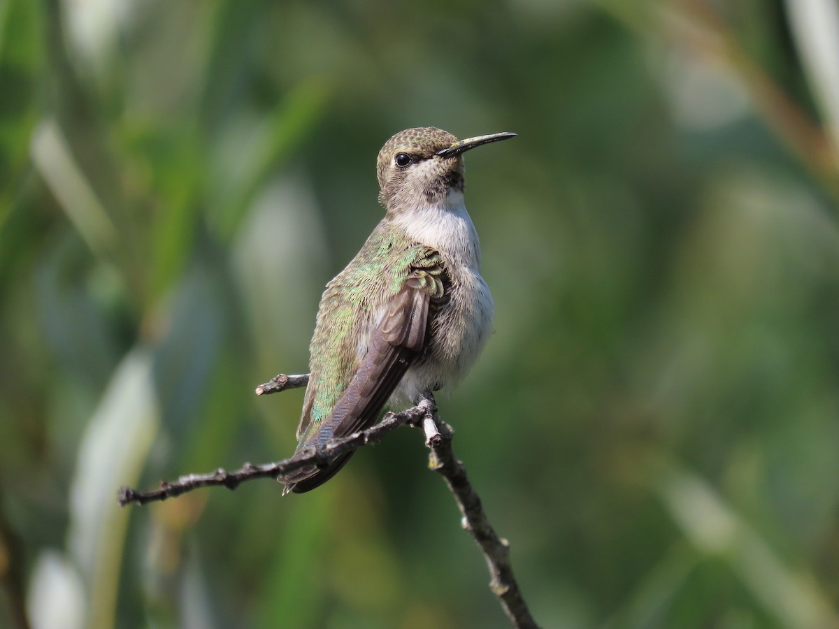 Costa's Hummingbird - ML360865821
