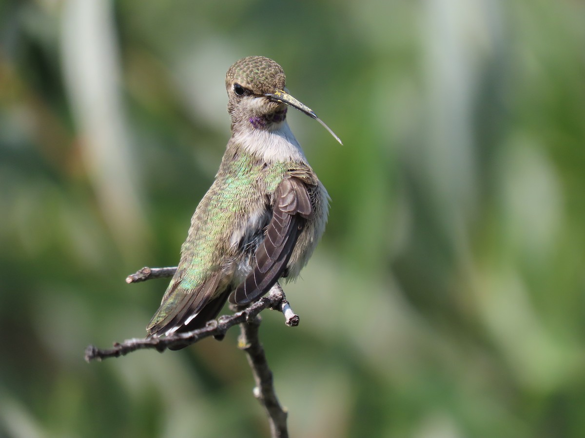 Costa's Hummingbird - ML360865841