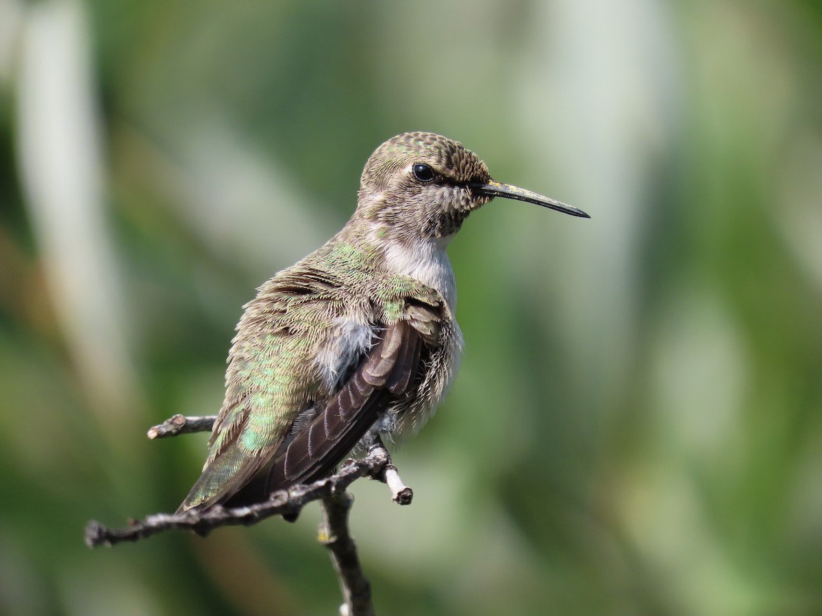 Costa's Hummingbird - ML360866051