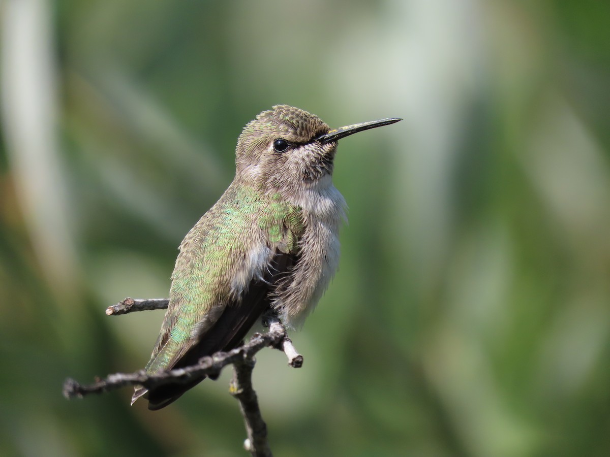 Costa's Hummingbird - ML360866151