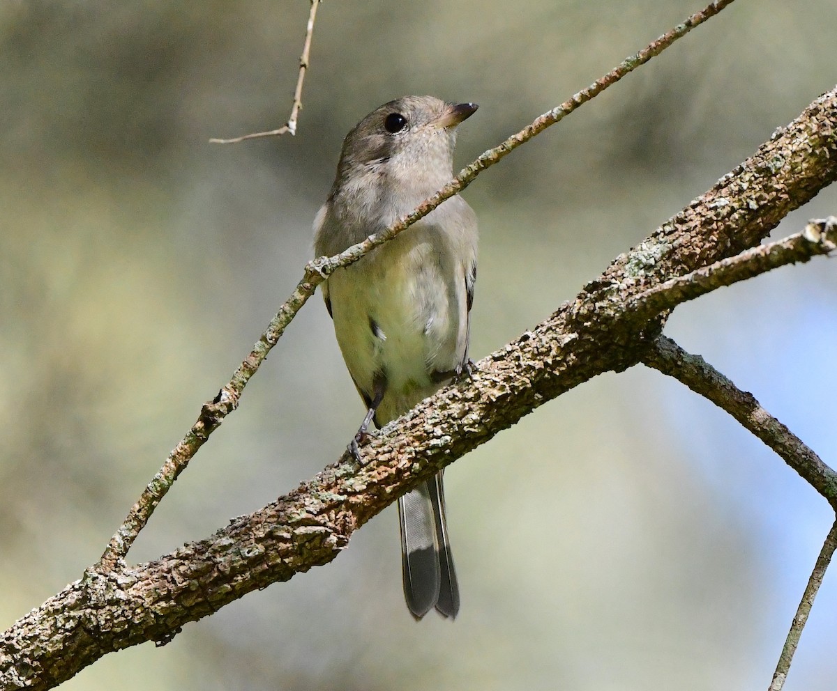 Golden Whistler - Andy Gee