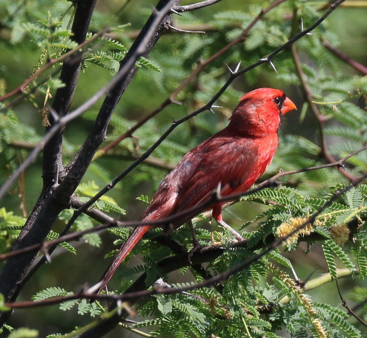 Cardinal rouge - ML36086781