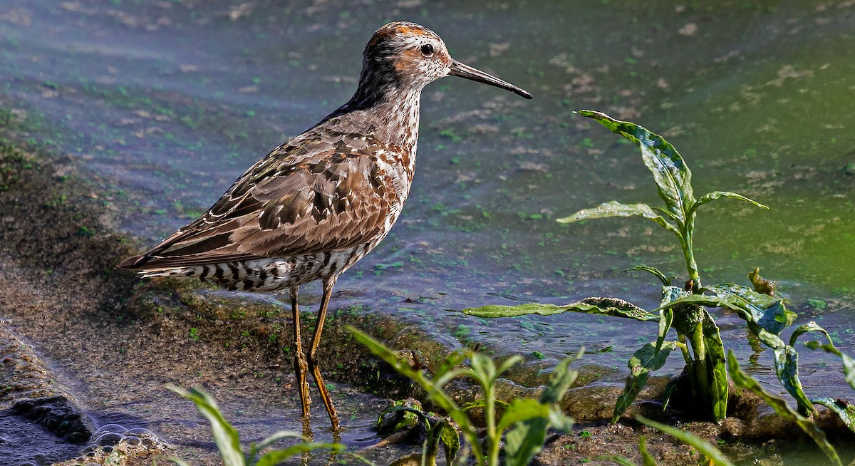 Stilt Sandpiper - Garry  Sadler