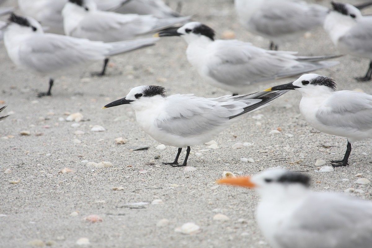 Sandwich Tern - ML36086851