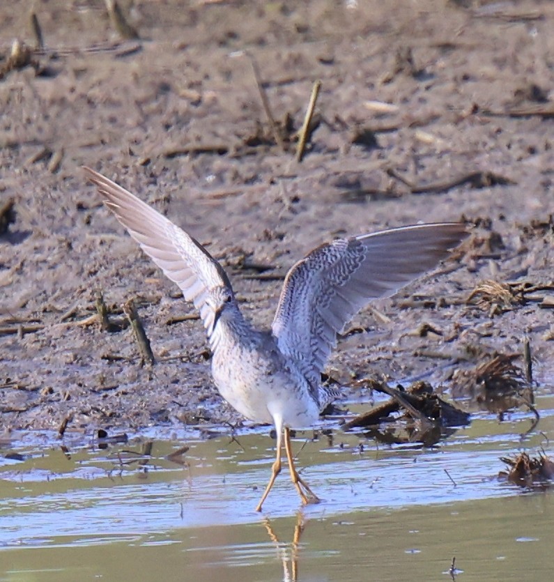 Lesser Yellowlegs - ML360868791