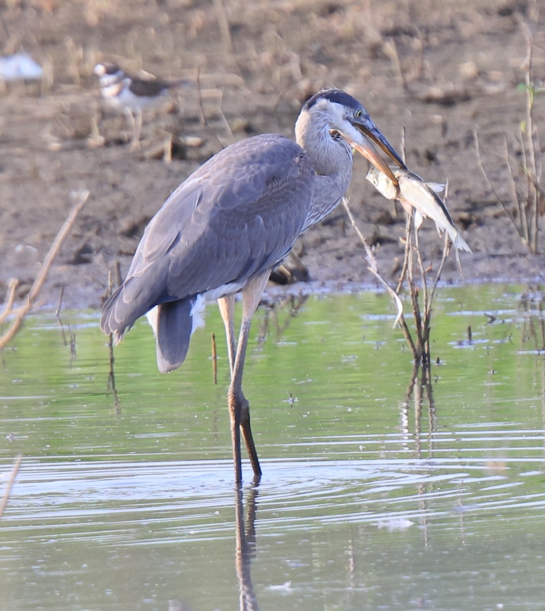 Great Blue Heron - ML360869031