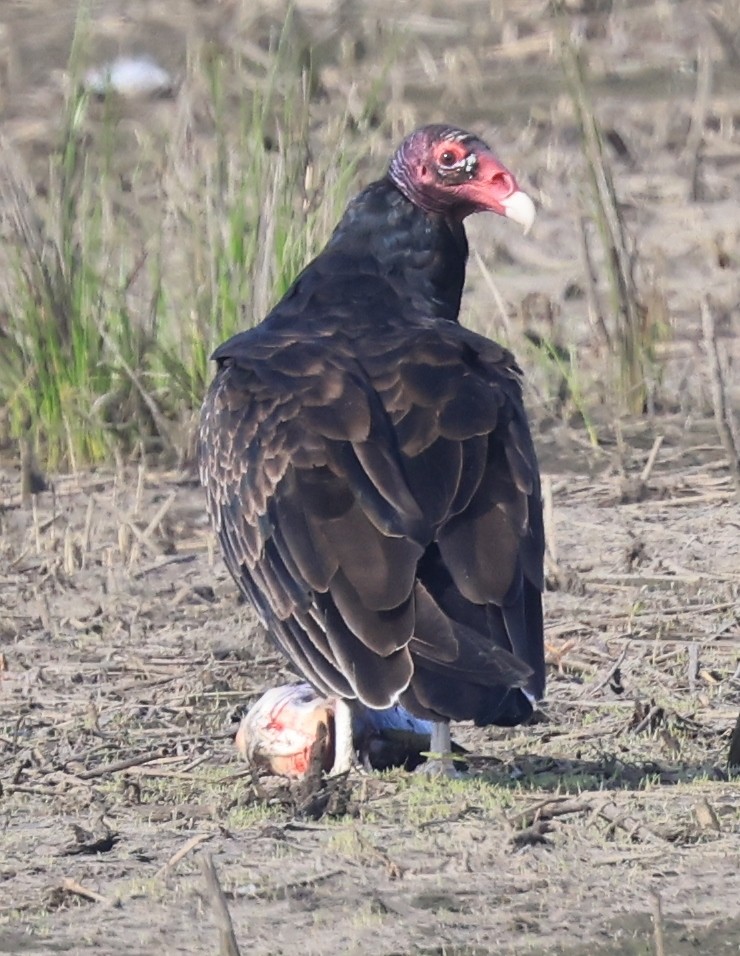 Turkey Vulture - ML360869251