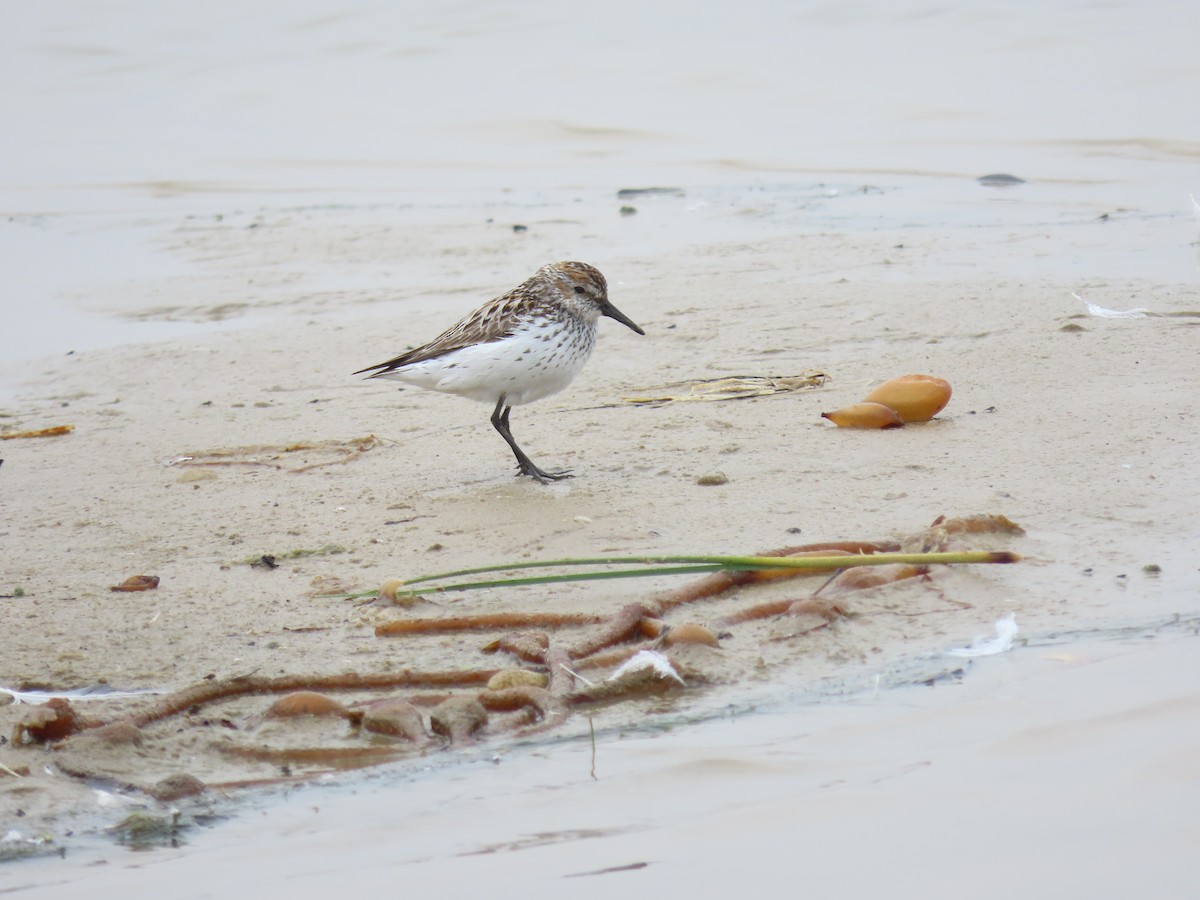 Western Sandpiper - ML360869801