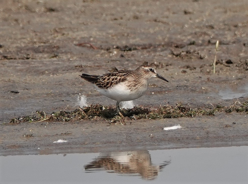 Least Sandpiper - ML360872781