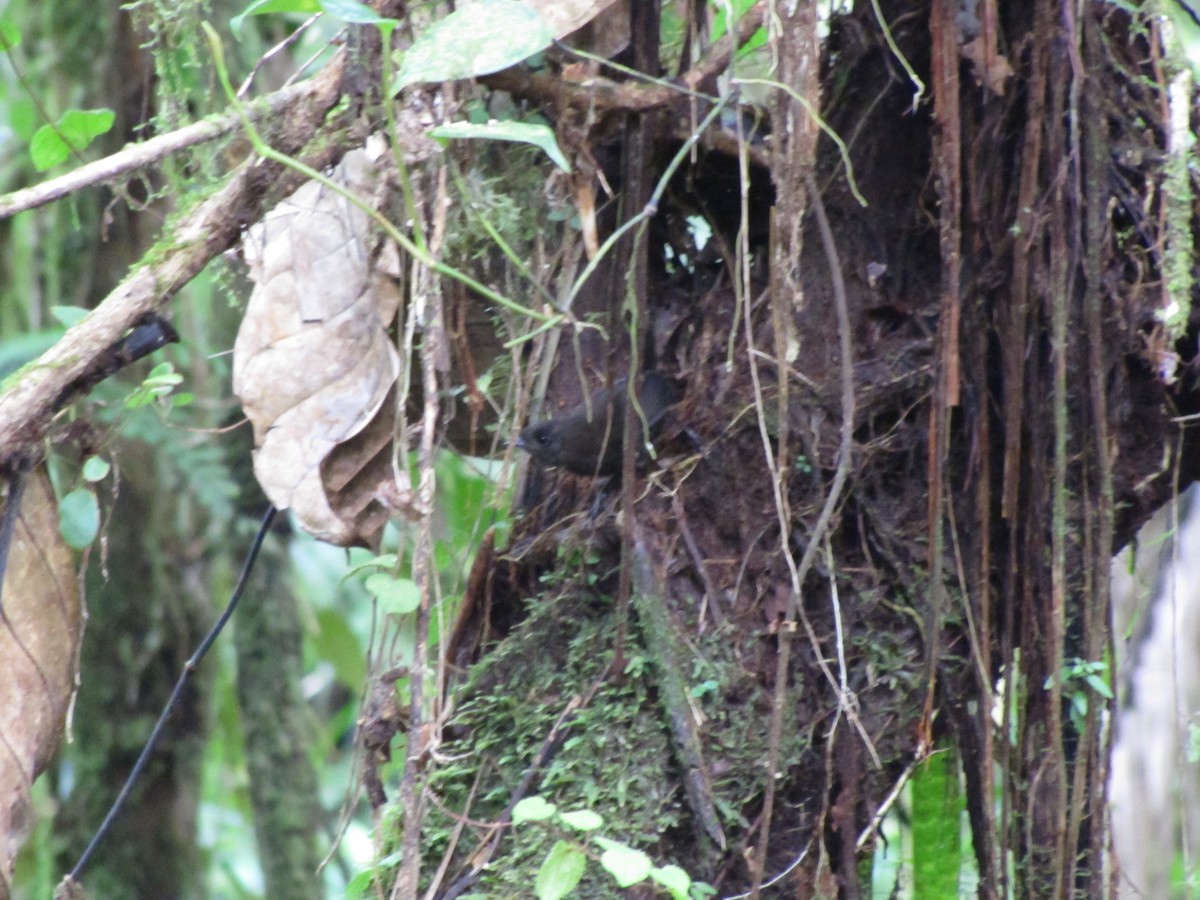 Choco Tapaculo - ML360873471