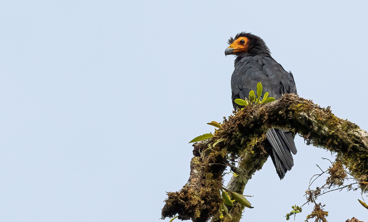 Black Caracara - ML360873491