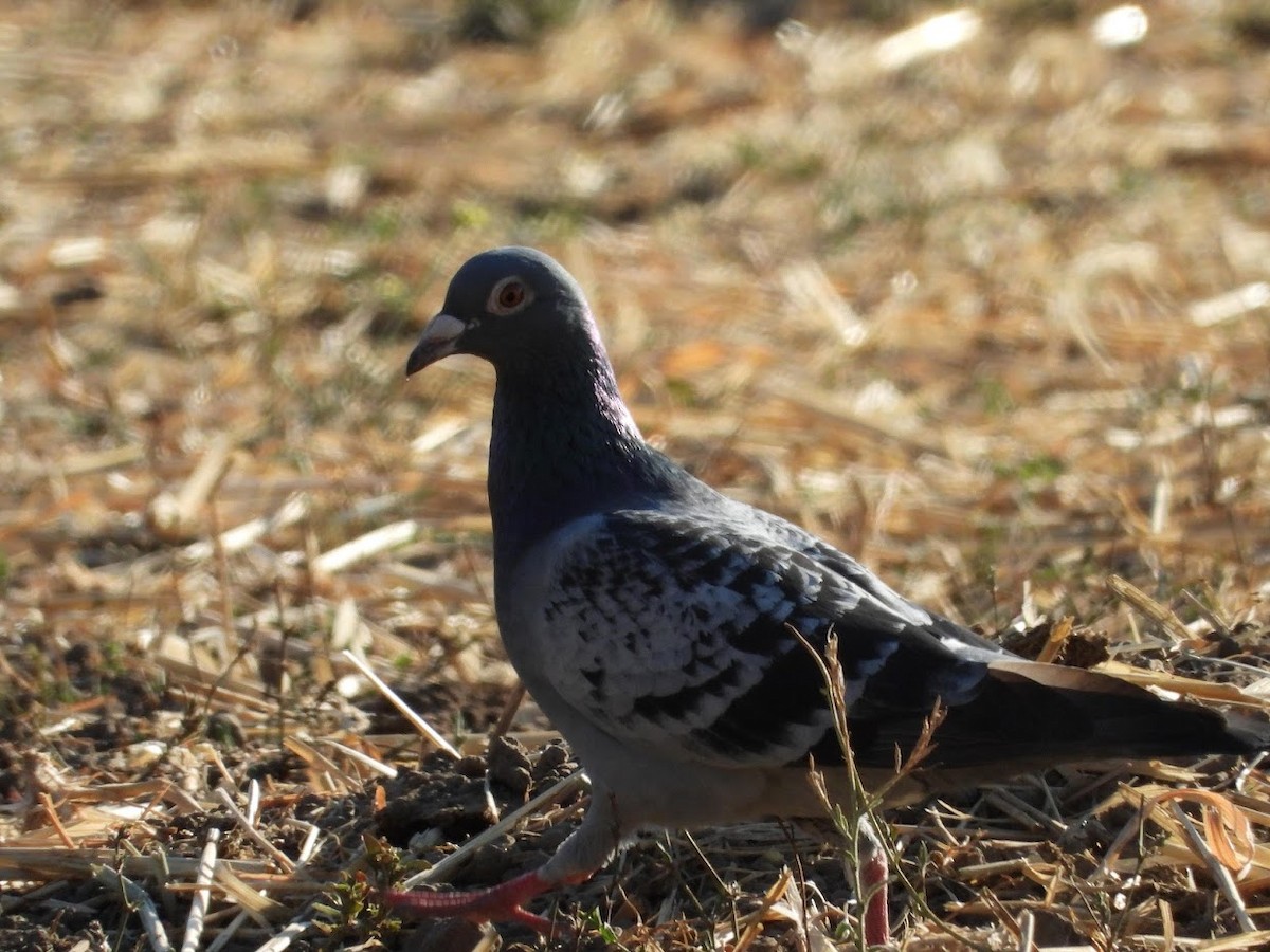 Rock Pigeon (Feral Pigeon) - ML360873641