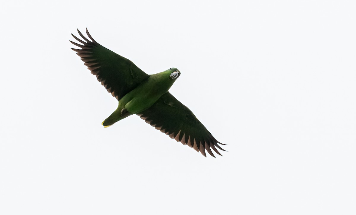 Amazona Mercenaria - ML360873741