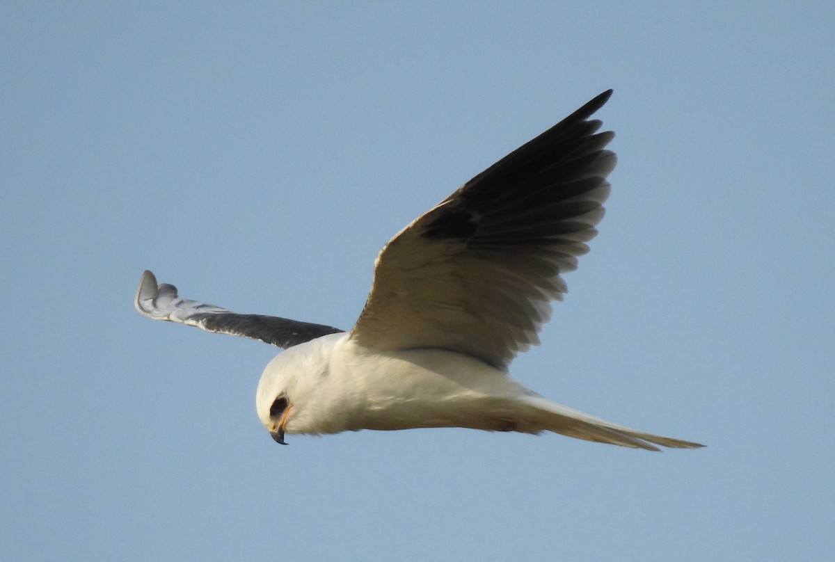 White-tailed Kite - ML360875391