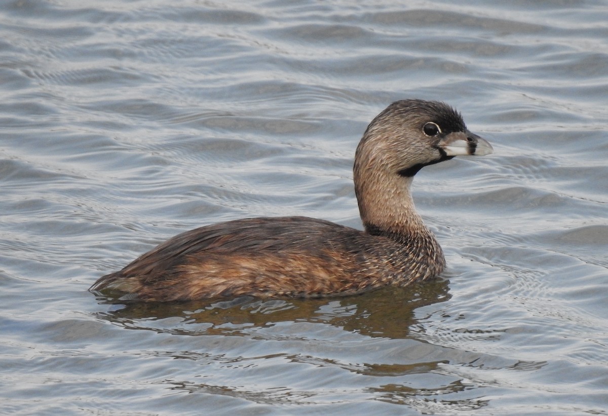 Pied-billed Grebe - ML360875501