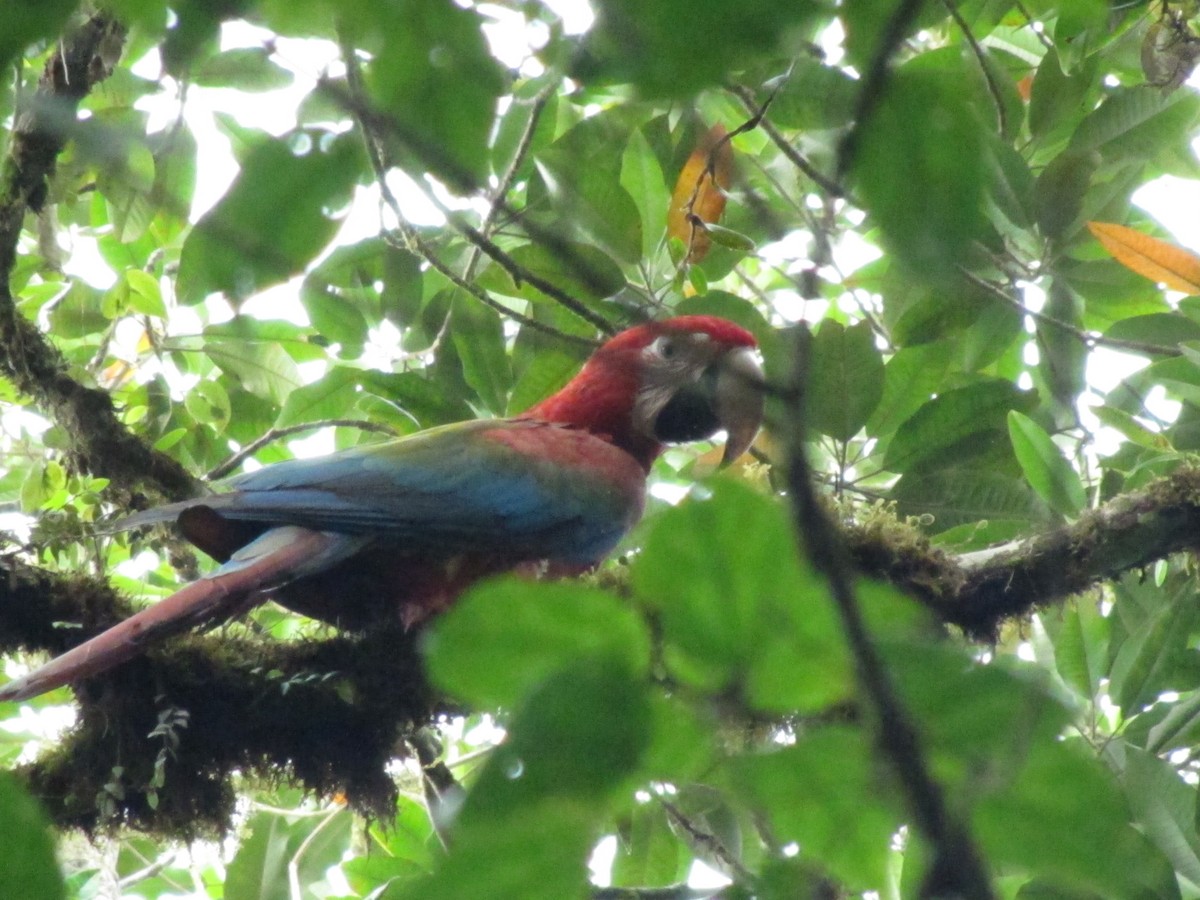 Red-and-green Macaw - ML360877411