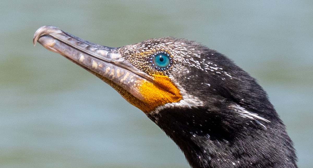 Neotropic Cormorant - ML360878721