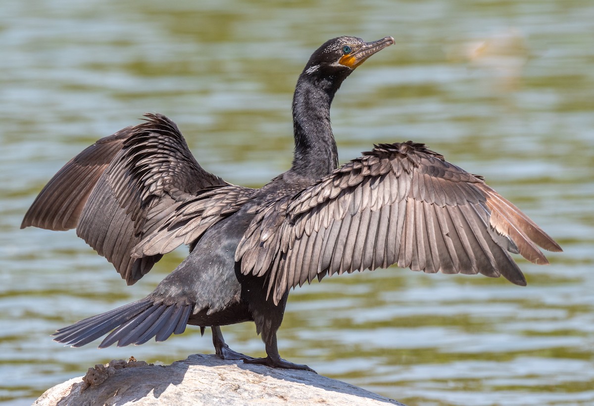 Neotropic Cormorant - ML360878751