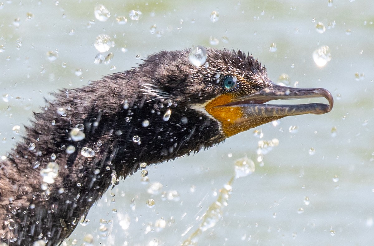 Neotropic Cormorant - ML360878771