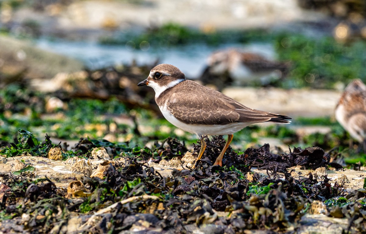 Semipalmated Plover - ML360878831