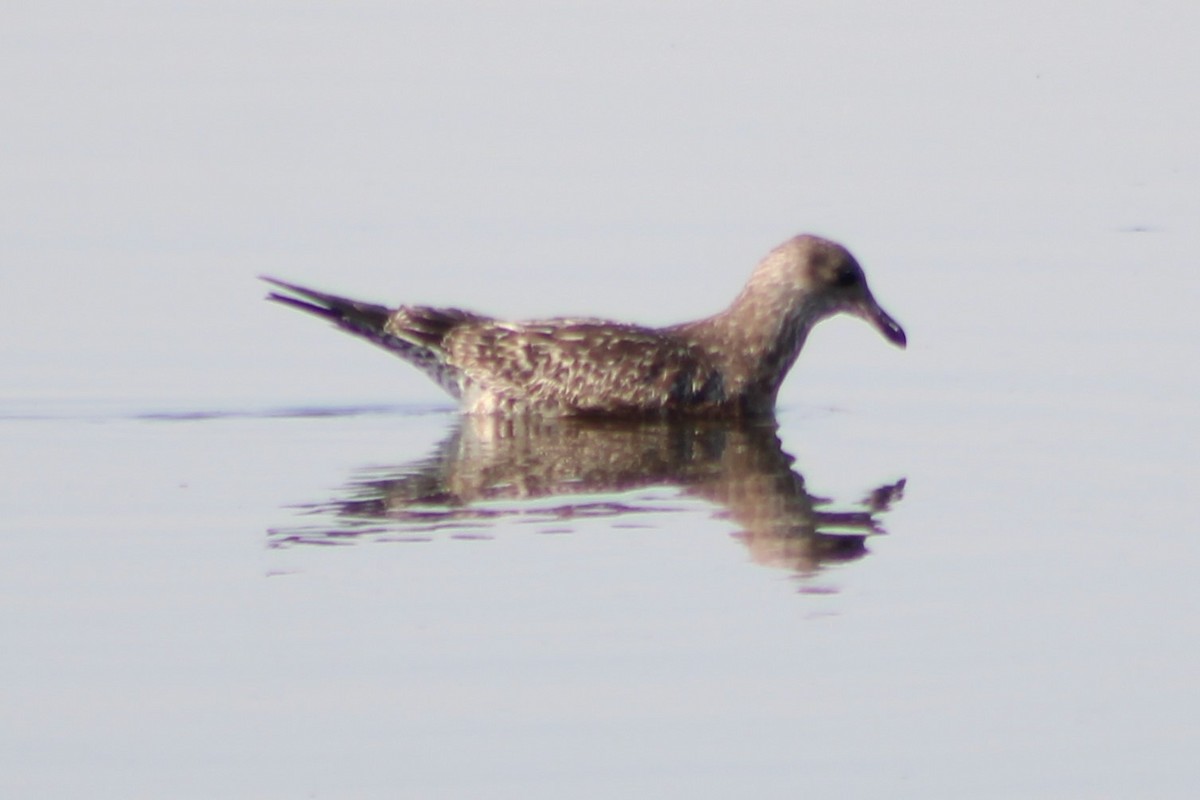 California Gull - ML360879401