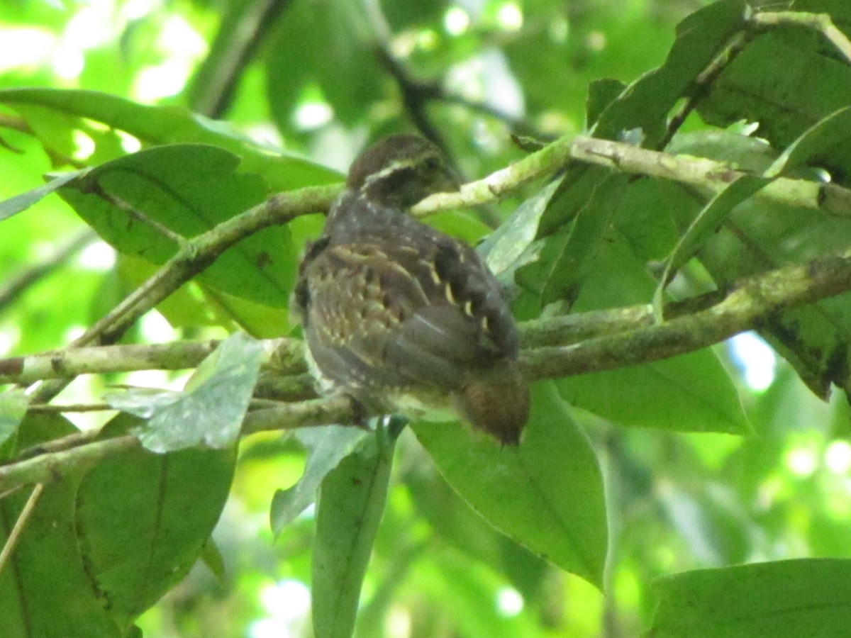 Tawny-faced Quail - ML360879661