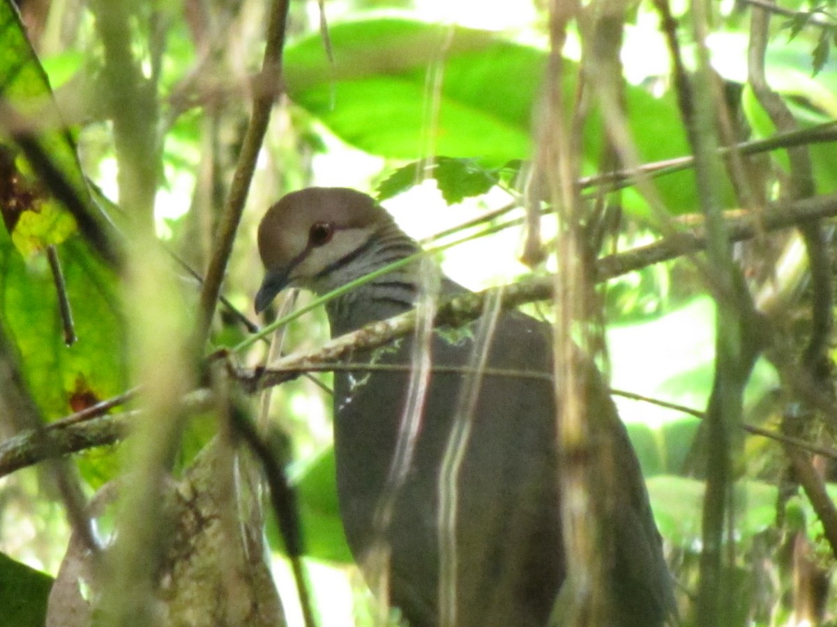 Russet-crowned Quail-Dove - ML360879931