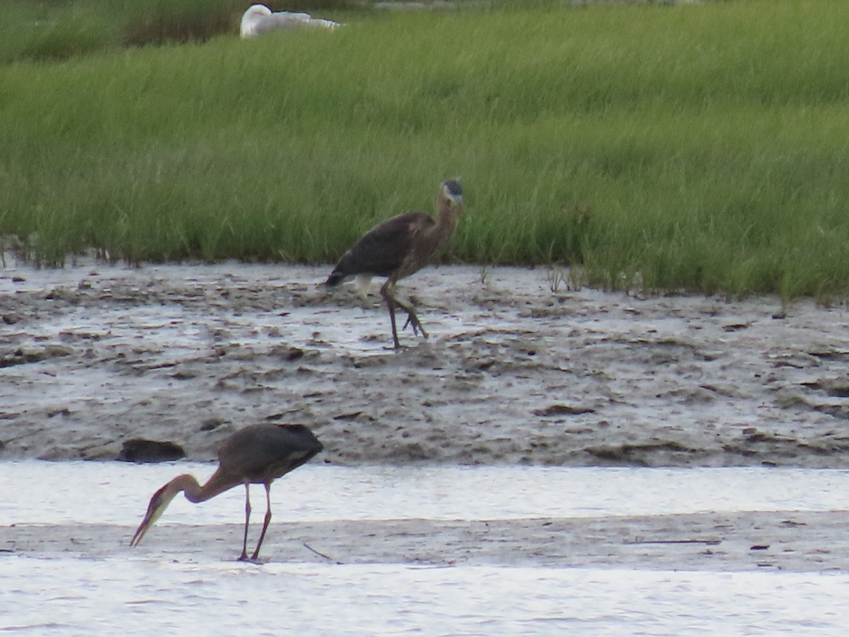 Great Blue Heron - ML360881131