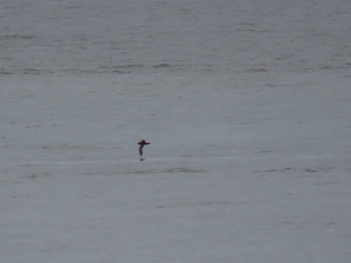 Short-tailed Shearwater - Laura Burke