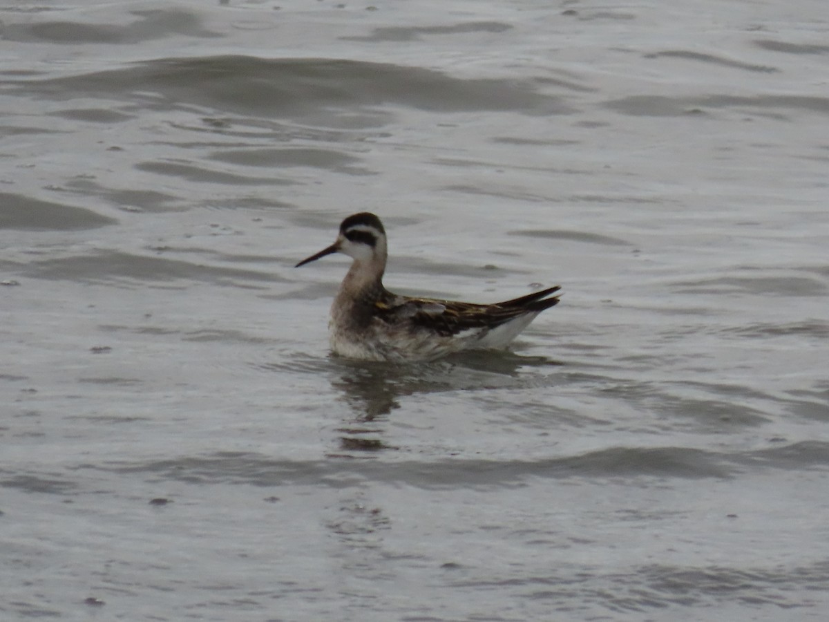 Red-necked Phalarope - Laura Burke