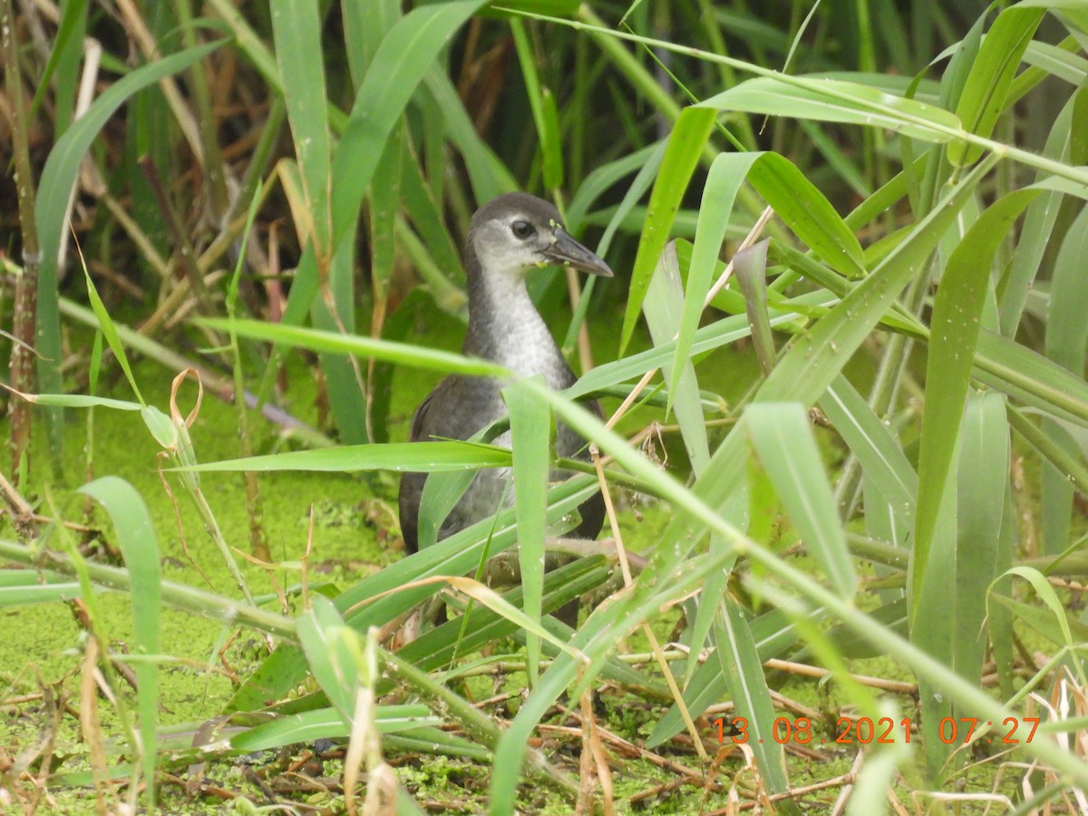 White-breasted Waterhen - ML360881711